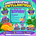Andrographis paniculata 15 mg and Phyllanthus niruri 15 mg traditional botanicals