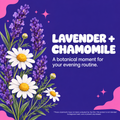 Botanical illustration of lavender and chamomile for an evening routine